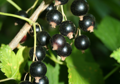 Organic blackcurrants