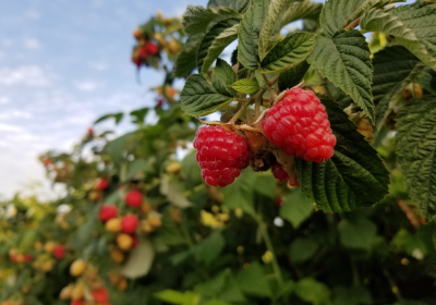 Organic raspberries