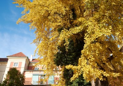Strażnicy czasu – niezwykłe drzewa w parku Łańcuckim