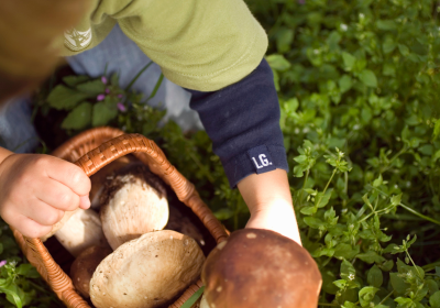 Passion of Mushroom-Picking