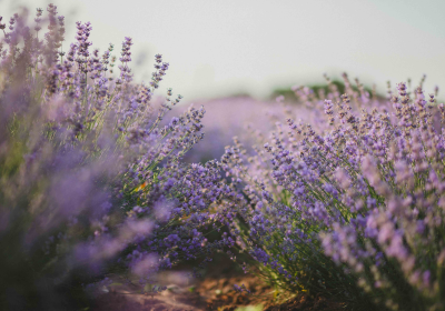 Aromatherapeutic Lavender Workshop