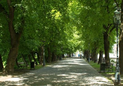 Aleja pod kasztanami 