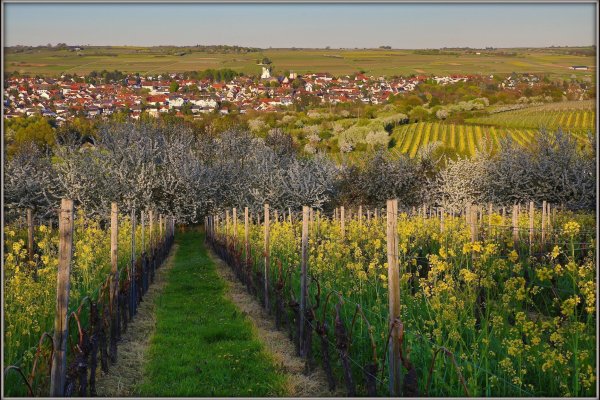 Bilder_R_Oppenheimer/FrhlingWeinbergBlickberIngelheim.jpg
