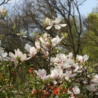 April - EkoHanami - Flowering time of magnolias