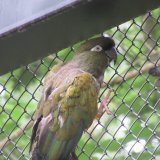 Papuga patagońska