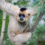 Gibbon czubaty