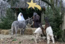 Live Nativity Scene at Kraków’s ZOO