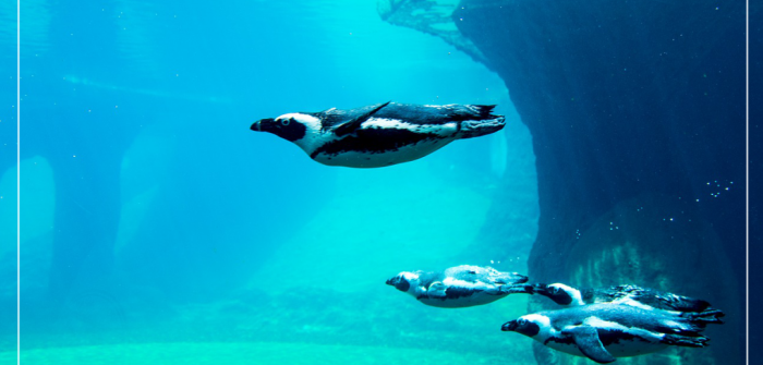 Podwodny świat we wrocławskim Zoo