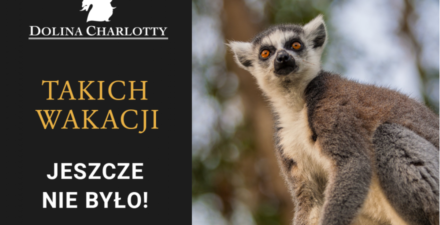 Dolina Charlotty wyznacza nowy poziom content marketingu