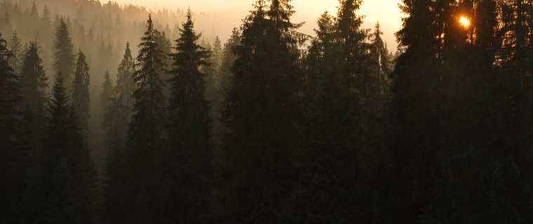 Tatrzańska przyroda – tu znajdziesz jej najpiękniejsze oblicze