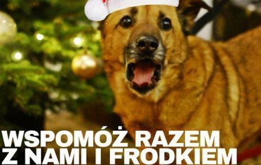 Wspomóż razem z nami schronisko Medor! 