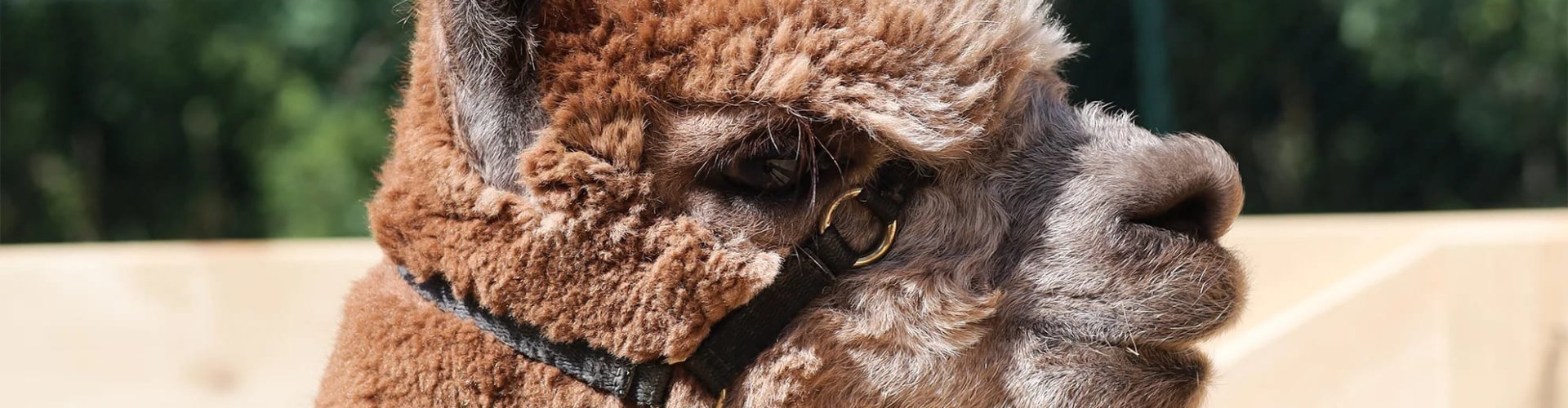 Alpaki w Ustroniu – niezwykła atrakcja dla dzieci i dorosłych