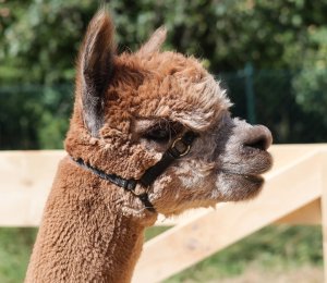 Alpaki w Ustroniu – niezwykła atrakcja dla dzieci i dorosłych