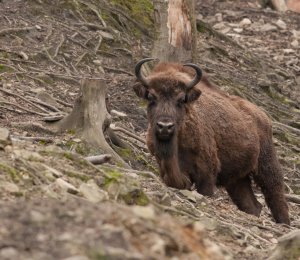 Leśny Park Niespodzianek w Ustroniu – atrakcje, które zachwycą każdego