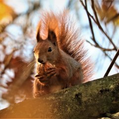 Kolorowa jesień w Kazimierzu Dolnym