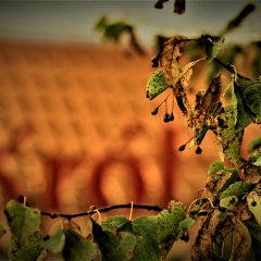 Końcówka lata w Kazimierzu Dolnym