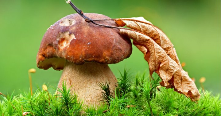 Mazurskie grzybobranie