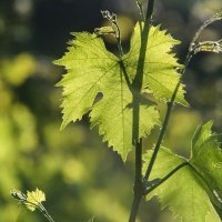 Lubuski Wine and Honey Trail