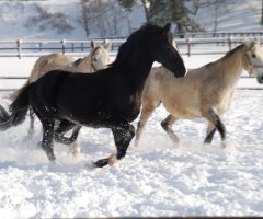 Komunikat do Gości z zewnątrz
