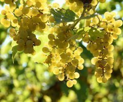 Kernling i Riesling 2016