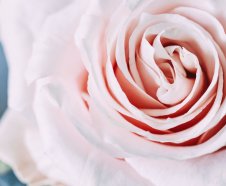 Różane SPA dla Dwojga