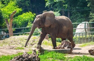 The ZOO