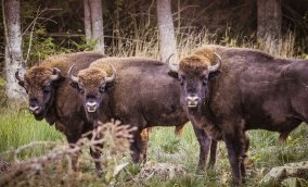 Ostoja żubrów w Puszczy Boreckiej