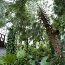 Palmiarnia Wałbrzych