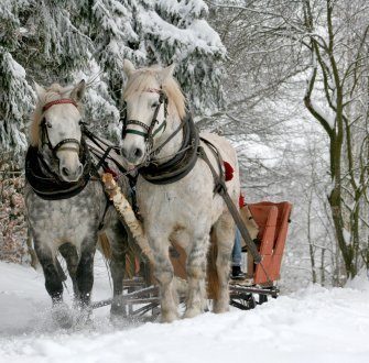 Kuligi - zimowa sanna