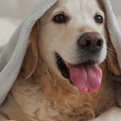 APARTAMENTY PRZYJAZNE ZWIERZĘTOM