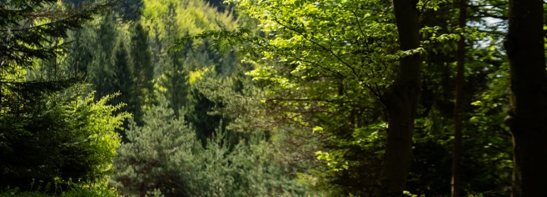 Kąpiele leśne dla zdrowia i relaksu