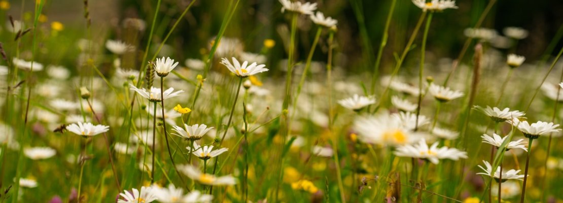 Ekohotel - nowa zakładka na stronie internetowej poświęcona ekologii