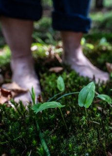 Kąpiele leśne dla zdrowia i relaksu