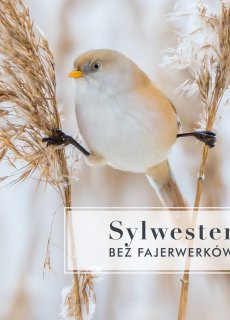 Hotel Przyjazny Ptakom