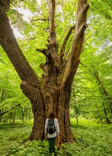 Kąpiele leśne – spokój czeka w lesie