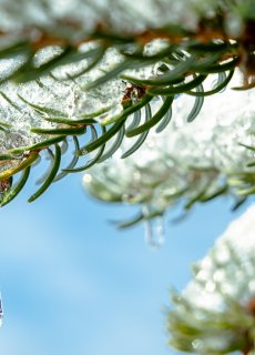Spokój i Harmonia Pochodząca z Natury
