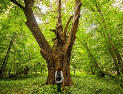 Kąpiele leśne – spokój czeka w lesie