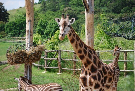 Safari Zoo in Tschechen