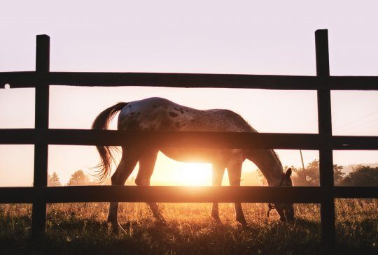 Farma „Lama” w Tyliczu