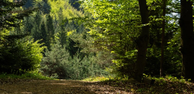 Spokój i Harmonia Pochodząca z Natury