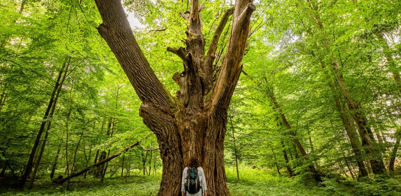 Kąpiele leśne – spokój czeka w lesie