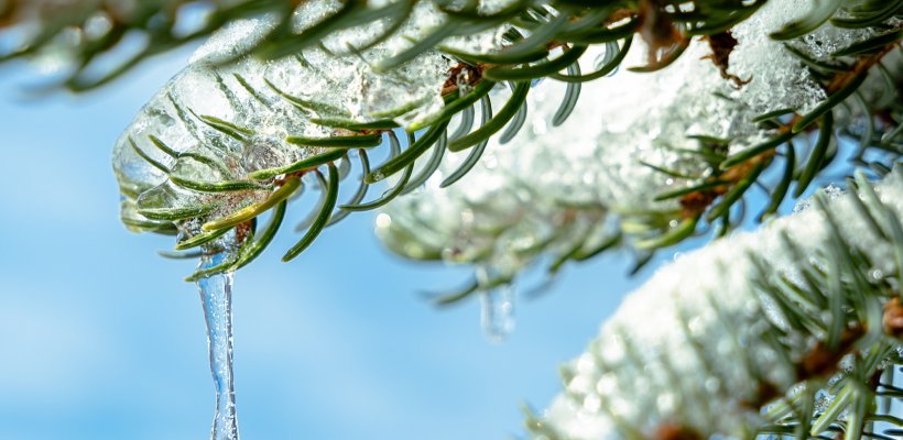 Spokój i Harmonia Pochodząca z Natury
