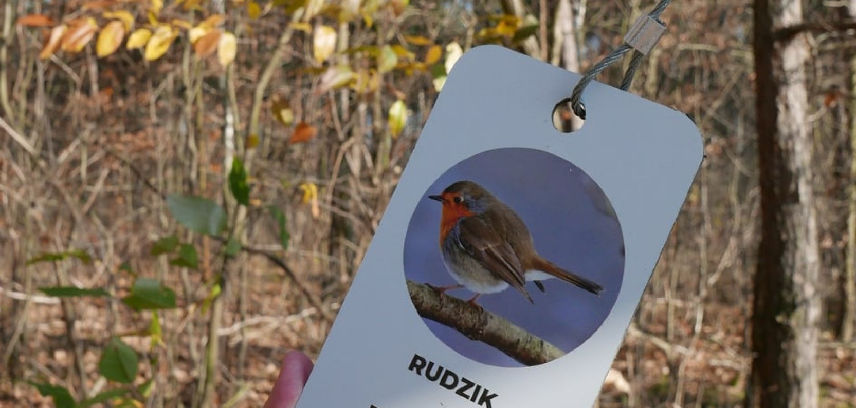 Leśna Gra Bonifacio