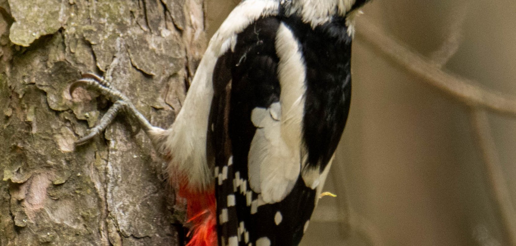 Przedstawiciele wszystkich dzięciołowatych w okolicy naszej Polany