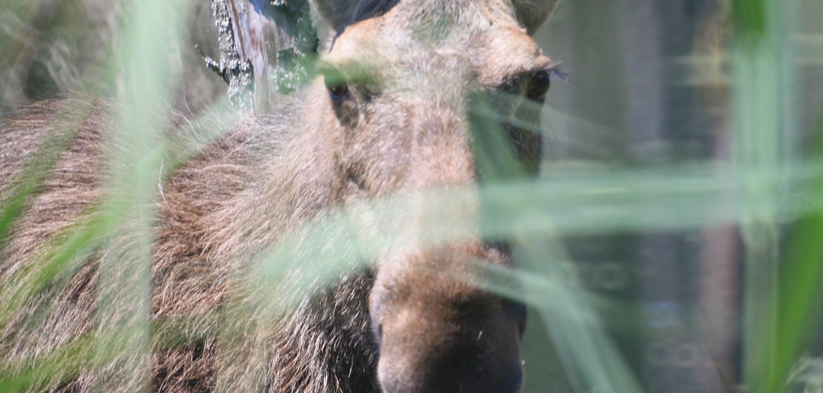 Łoś to bliski sąsiad Hotelu Bonifacio
