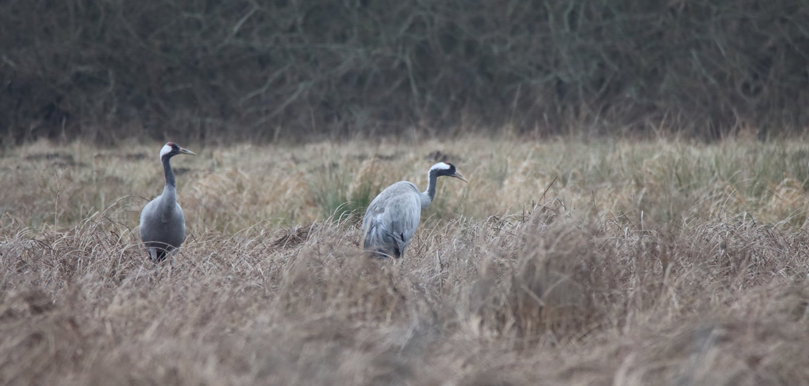 Nasze żurawie już są!