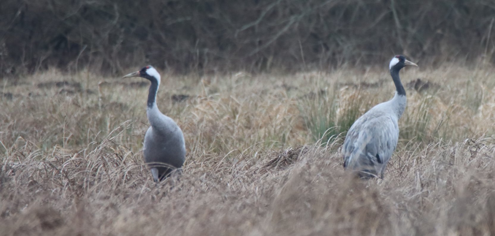 Nasze żurawie już są!
