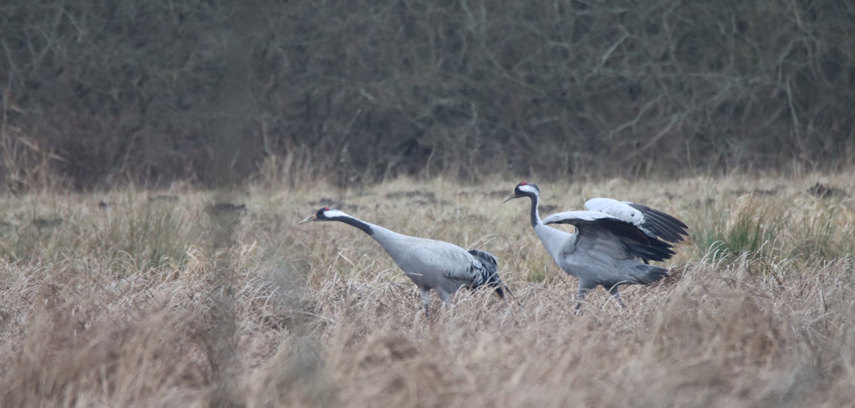 Nasze żurawie już są!