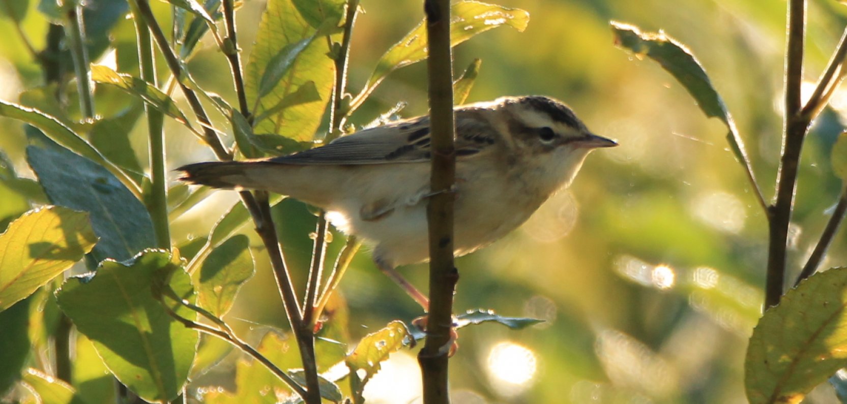 Sąsiad z leśnej dziczy