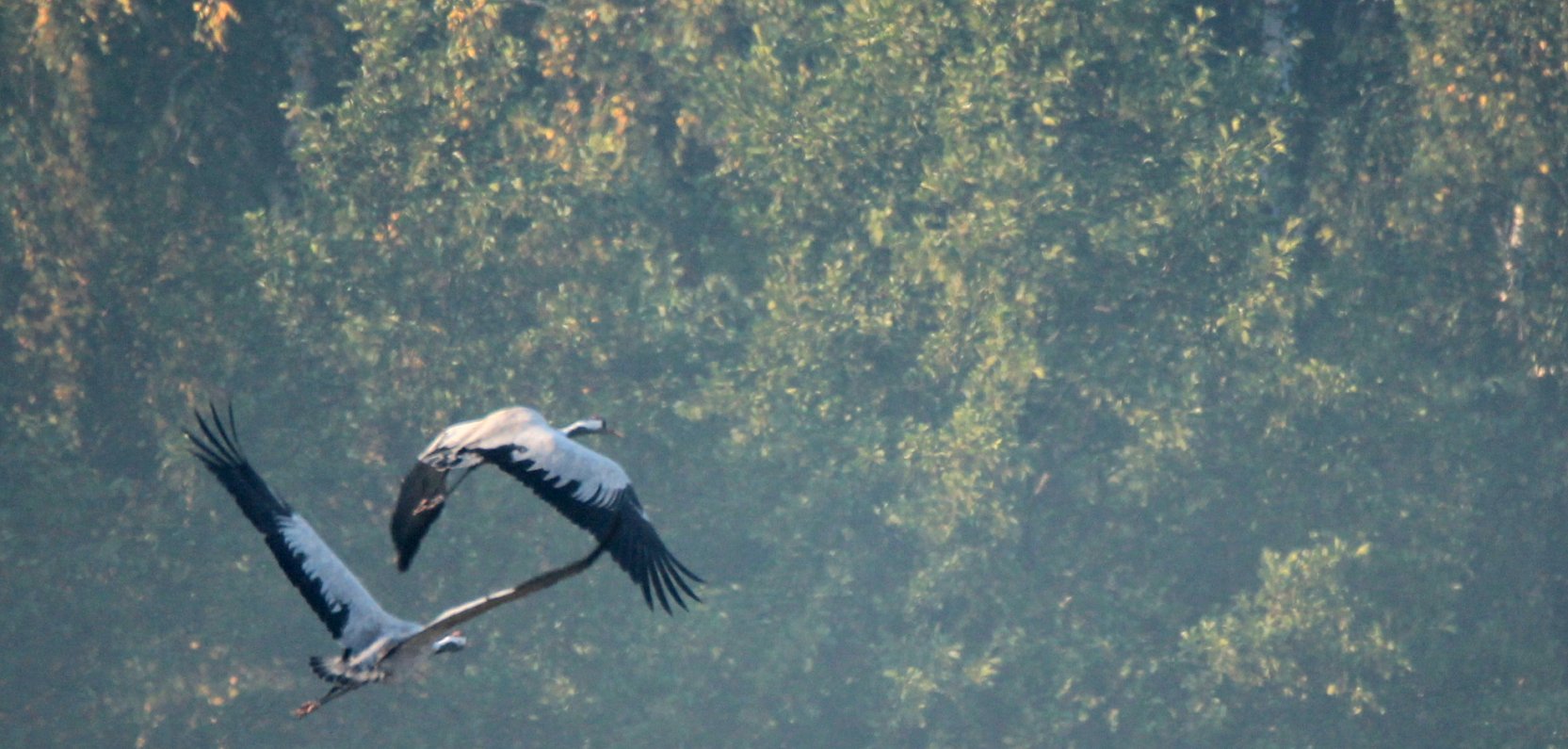 Sąsiad z leśnej dziczy